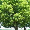 Tilleul - Tilia