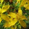 Millepertuis - Hypericum perforatum Lansac Puisais naturopathe (...)
