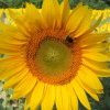 Abeille - pollen/gelée royale