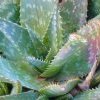 Aloé vera - Aloes vera