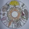 Iris gauche - Cartographie d'A.Roux Lansac Sophie naturopathe Le (...)