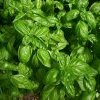 Basilic - Ocimum basilicum Lansac Puisais naturopathe Cannes