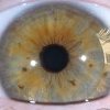 Iris mixte