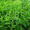 Menthe - Mentha spicata