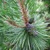 Pin - Pinus Mugho Lansac Puisais naturopathe Cannes