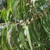 Eucalyptus globulus Lansac Sophie naturopathe Le Cannet