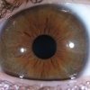 Iris mixte