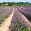 Lavandin grosso - Lavandula hybrida Lansac Puisais naturopathe (...)