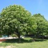 Marronier d'Inde Aesculus hippocastanum Lansac Sophie naturopathe Le (...)