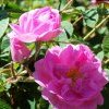 Rose de Damas - Rosa damascena Lansac puisais naturopathe Cannes