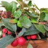 Gaulthérie couchée - Gaultheria procumbens Puisais ostéopathe Cannes