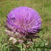 Artichaut - Cynara scolymus Lansac Puisais naturopathe Cannes