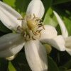 Citronnier - citrus Lansac Sophie naturopathe Le Cannet