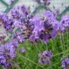 Lavande vraie- Lavandula angustifolia Puisais ostéopathe Cannes