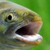 Métaux lourds dans les poissons Lansac Puisais naturopathe Cannes