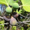 Figuier - Ficus carrica Lansac Sophie naturopathe Le Cannet