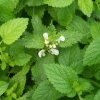 Mélisse - Melissa officinalis